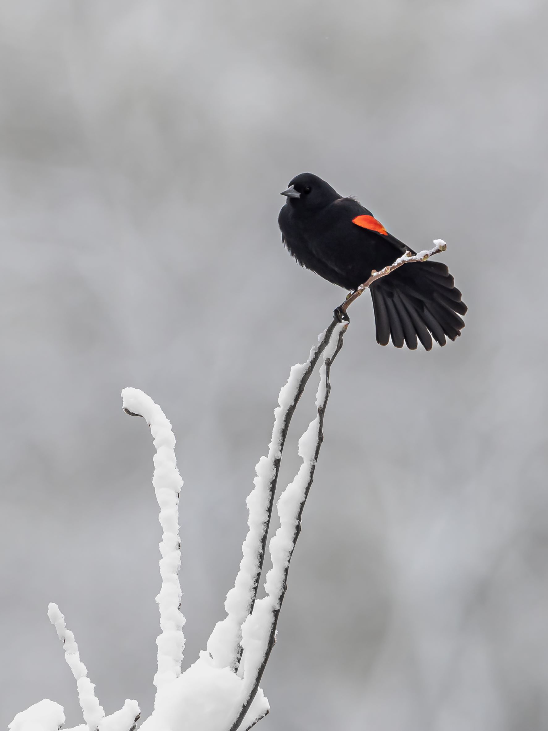 A male Redwing Blackbird in the snow